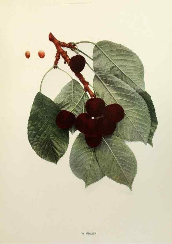 Reproducción/Reproduction 29209841724: The cherries of New York,. Albany,J. B. Lyon company, state printers,1915.