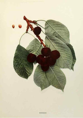Reproducción/Reproduction 29209841724: The cherries of New York,. Albany,J. B. Lyon company, state printers,1915.