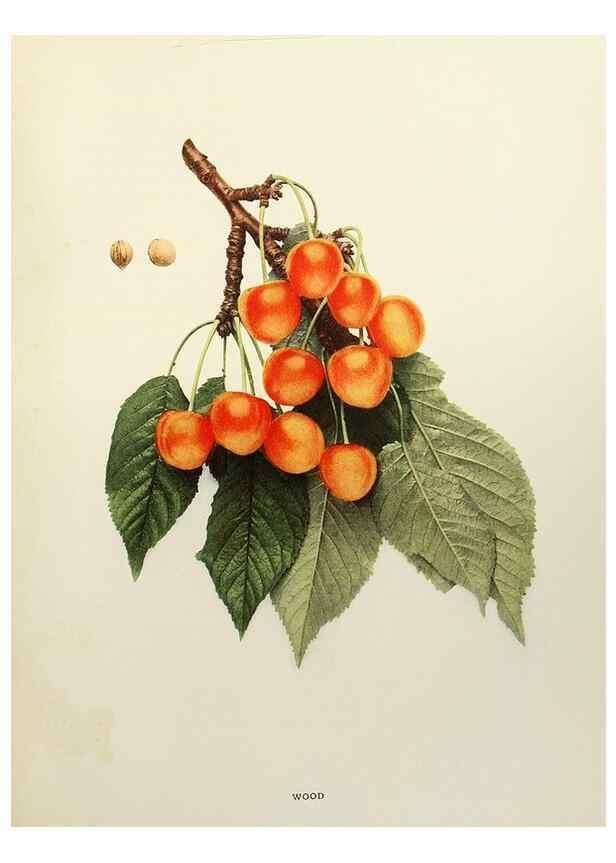 Reproducción/Reproduction 29801756296: The cherries of New York,. Albany,J. B. Lyon company, state printers,1915.