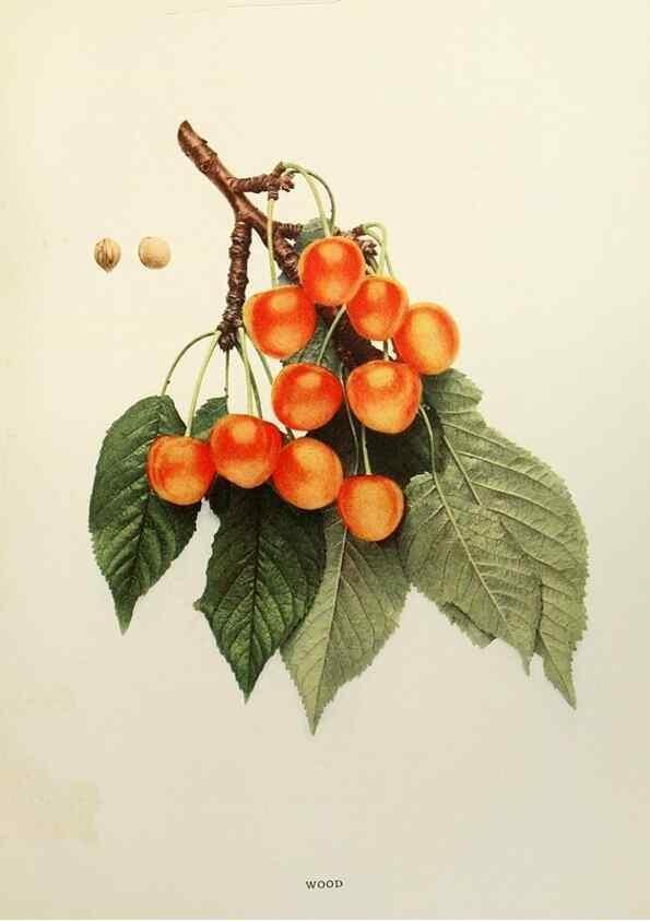 Reproducción/Reproduction 29801756296: The cherries of New York,. Albany,J. B. Lyon company, state printers,1915.