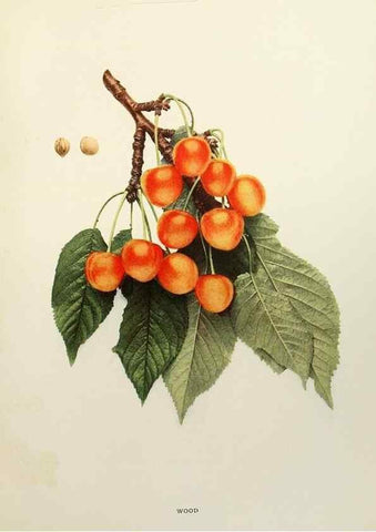 Reproducción/Reproduction 29801756296: The cherries of New York,. Albany,J. B. Lyon company, state printers,1915.