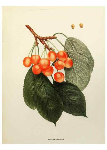 Reproducción/Reproduction 29801759056: The cherries of New York,. Albany,J. B. Lyon company, state printers,1915.