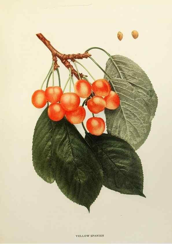 Reproducción/Reproduction 29801759056: The cherries of New York,. Albany,J. B. Lyon company, state printers,1915.