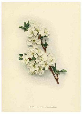 Reproducción/Reproduction 29724568112: The cherries of New York,. Albany,J. B. Lyon company, state printers,1915.