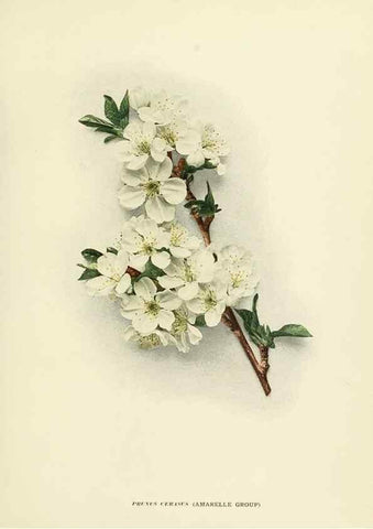 Reproducción/Reproduction 29724568112: The cherries of New York,. Albany,J. B. Lyon company, state printers,1915.