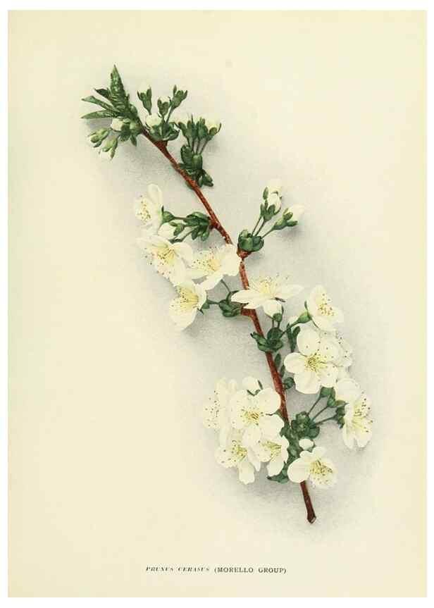 Reproducción/Reproduction 29724570412: The cherries of New York,. Albany,J. B. Lyon company, state printers,1915.