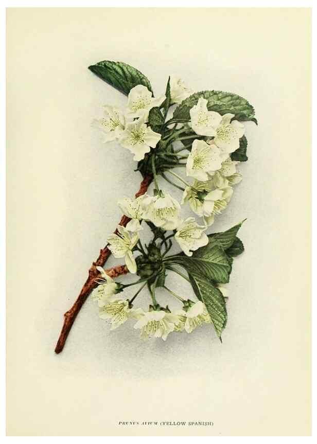 Reproducción/Reproduction 29544824300: The cherries of New York,. Albany,J. B. Lyon company, state printers,1915.
