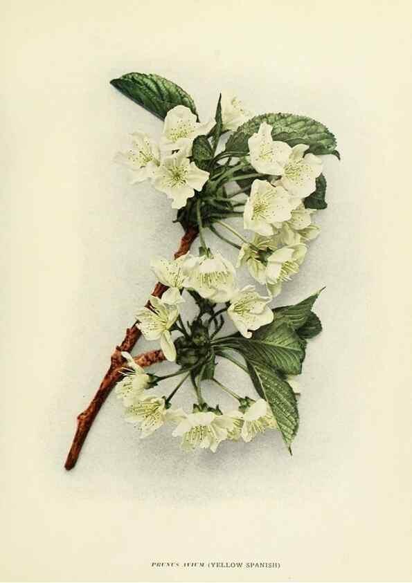 Reproducción/Reproduction 29544824300: The cherries of New York,. Albany,J. B. Lyon company, state printers,1915.