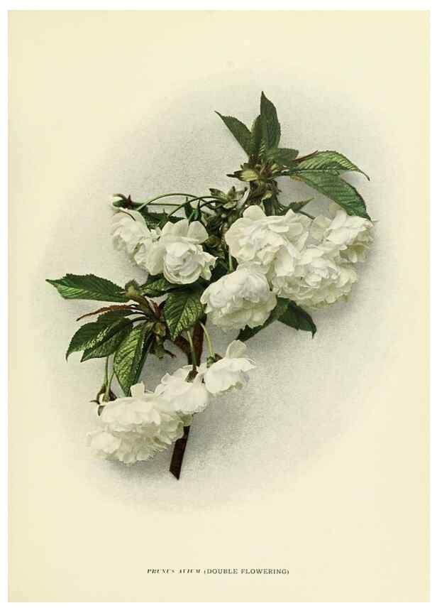 Reproducción/Reproduction 29544826890: The cherries of New York,. Albany,J. B. Lyon company, state printers,1915.