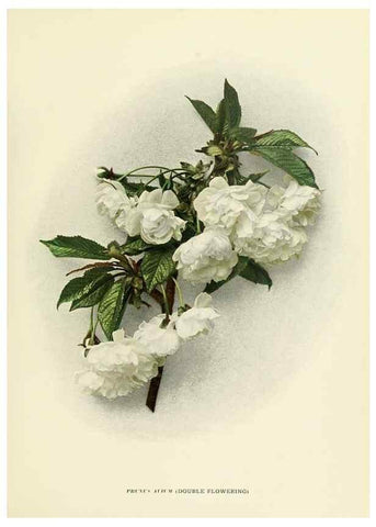 Reproducción/Reproduction 29544826890: The cherries of New York,. Albany,J. B. Lyon company, state printers,1915.