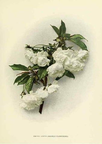 Reproducción/Reproduction 29544826890: The cherries of New York,. Albany,J. B. Lyon company, state printers,1915.