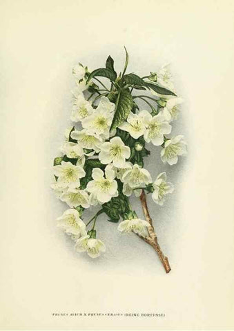 Reproducción/Reproduction 29544829270: The cherries of New York,. Albany,J. B. Lyon company, state printers,1915.