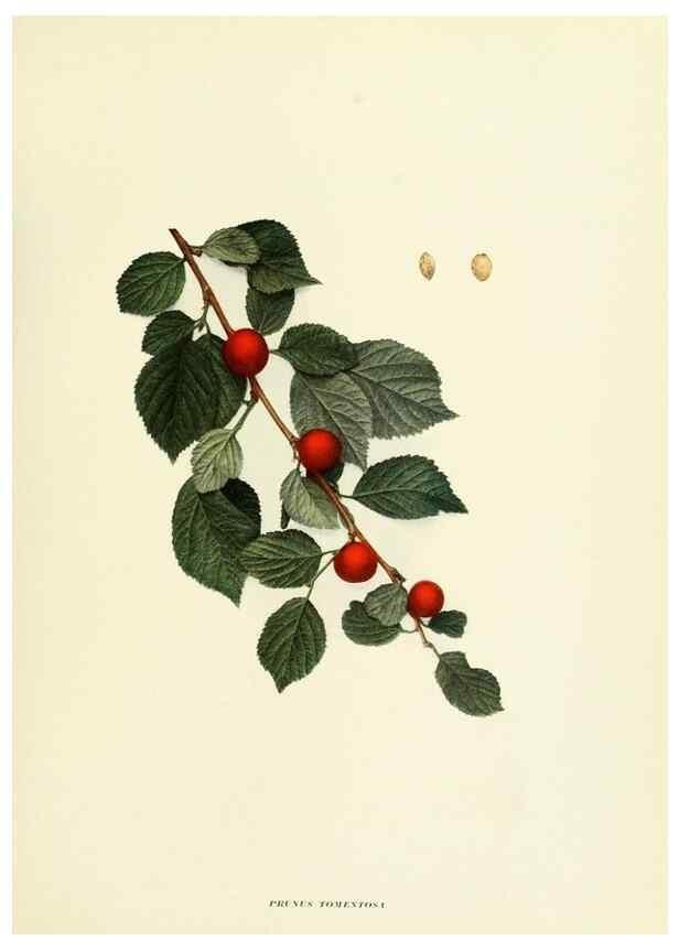 Reproducción/Reproduction 29724578442: The cherries of New York,. Albany,J. B. Lyon company, state printers,1915.