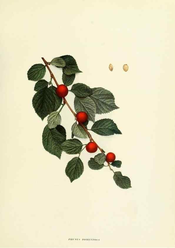 Reproducción/Reproduction 29724578442: The cherries of New York,. Albany,J. B. Lyon company, state printers,1915.