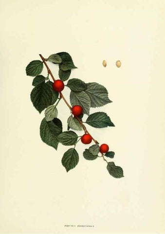 Reproducción/Reproduction 29724578442: The cherries of New York,. Albany,J. B. Lyon company, state printers,1915.
