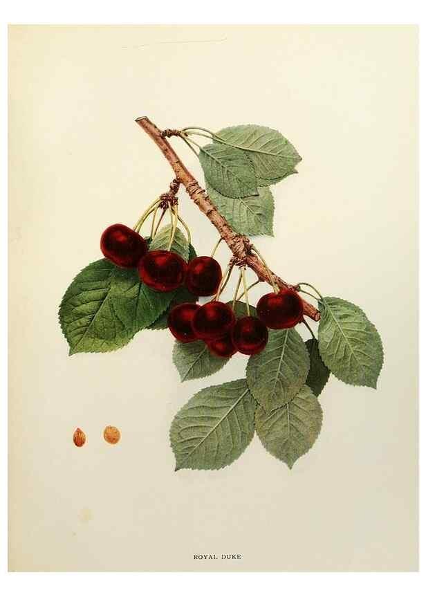 Reproducción/Reproduction 29837220115: The cherries of New York,. Albany,J. B. Lyon company, state printers,1915.