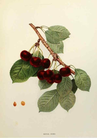 Reproducción/Reproduction 29837220115: The cherries of New York,. Albany,J. B. Lyon company, state printers,1915.