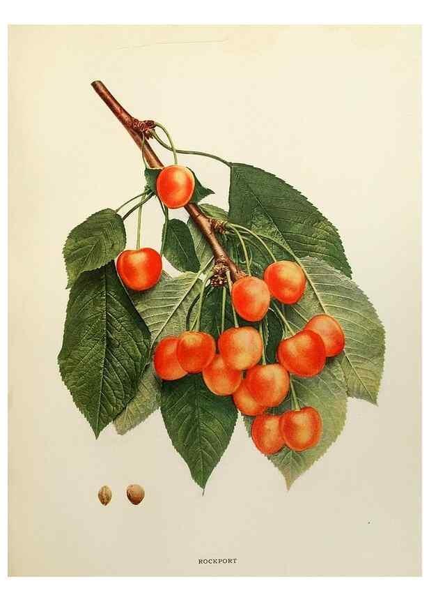Reproducción/Reproduction 29724163012: The cherries of New York,. Albany,J. B. Lyon company, state printers,1915.