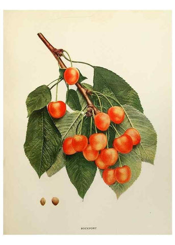 Reproducción/Reproduction 29724163012: The cherries of New York,. Albany,J. B. Lyon company, state printers,1915.
