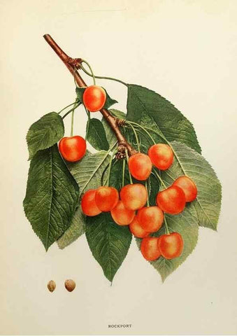 Reproducción/Reproduction 29724163012: The cherries of New York,. Albany,J. B. Lyon company, state printers,1915.