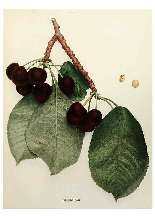 Reproducción/Reproduction 29837214135: The cherries of New York,. Albany,J. B. Lyon company, state printers,1915.