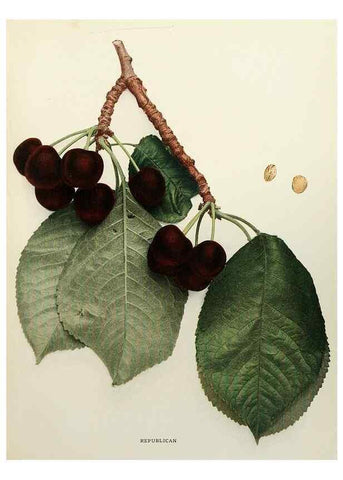Reproducción/Reproduction 29837214135: The cherries of New York,. Albany,J. B. Lyon company, state printers,1915.