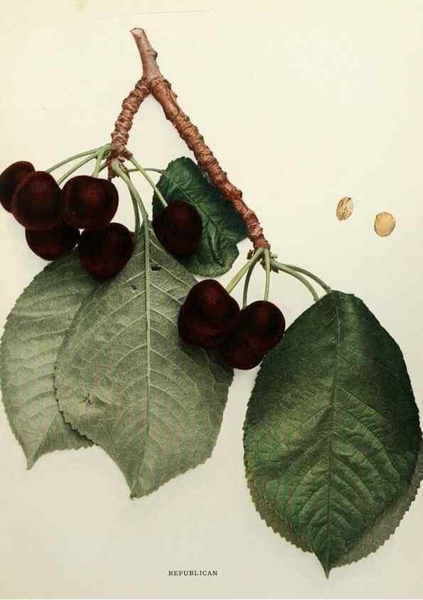 Reproducción/Reproduction 29837214135: The cherries of New York,. Albany,J. B. Lyon company, state printers,1915.
