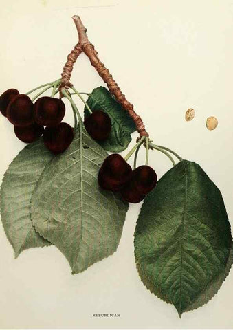 Reproducción/Reproduction 29837214135: The cherries of New York,. Albany,J. B. Lyon company, state printers,1915.
