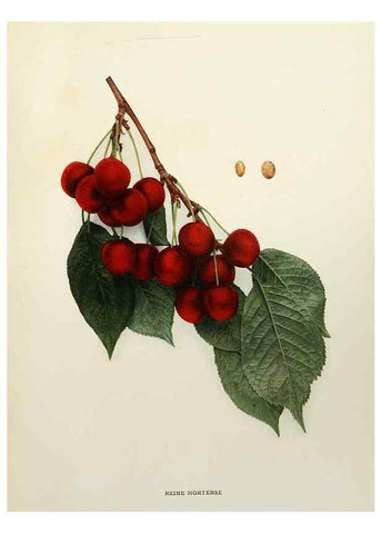 Reproducción/Reproduction 29211149793: The cherries of New York,. Albany,J. B. Lyon company, state printers,1915.