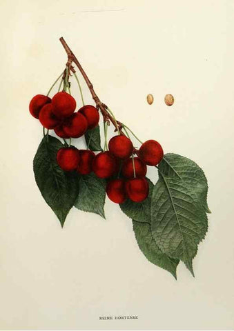 Reproducción/Reproduction 29211149793: The cherries of New York,. Albany,J. B. Lyon company, state printers,1915.
