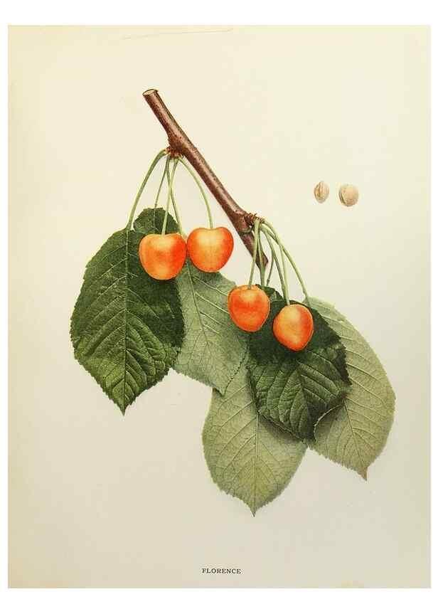 Reproducción/Reproduction 29801694946: The cherries of New York,. Albany,J. B. Lyon company, state printers,1915.