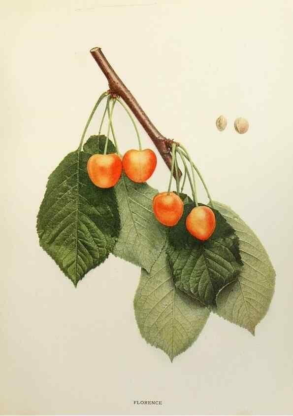Reproducción/Reproduction 29801694946: The cherries of New York,. Albany,J. B. Lyon company, state printers,1915.