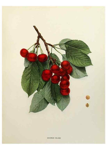 Reproducción/Reproduction 29801696186: The cherries of New York,. Albany,J. B. Lyon company, state printers,1915.