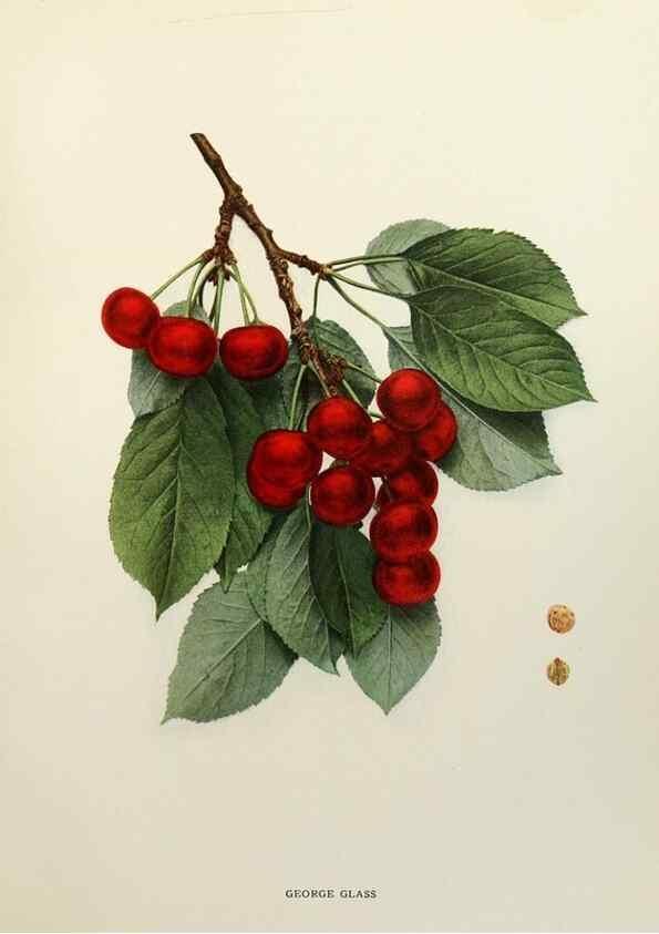 Reproducción/Reproduction 29801696186: The cherries of New York,. Albany,J. B. Lyon company, state printers,1915.