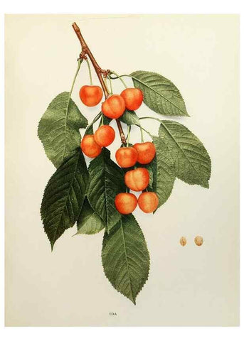 Reproducción/Reproduction 29724117832: The cherries of New York,. Albany,J. B. Lyon company, state printers,1915.