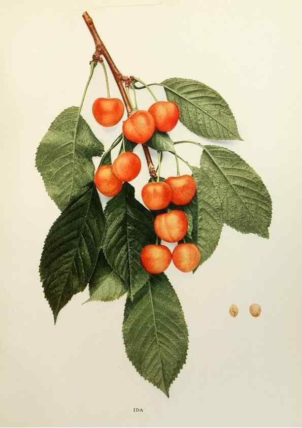 Reproducción/Reproduction 29724117832: The cherries of New York,. Albany,J. B. Lyon company, state printers,1915.