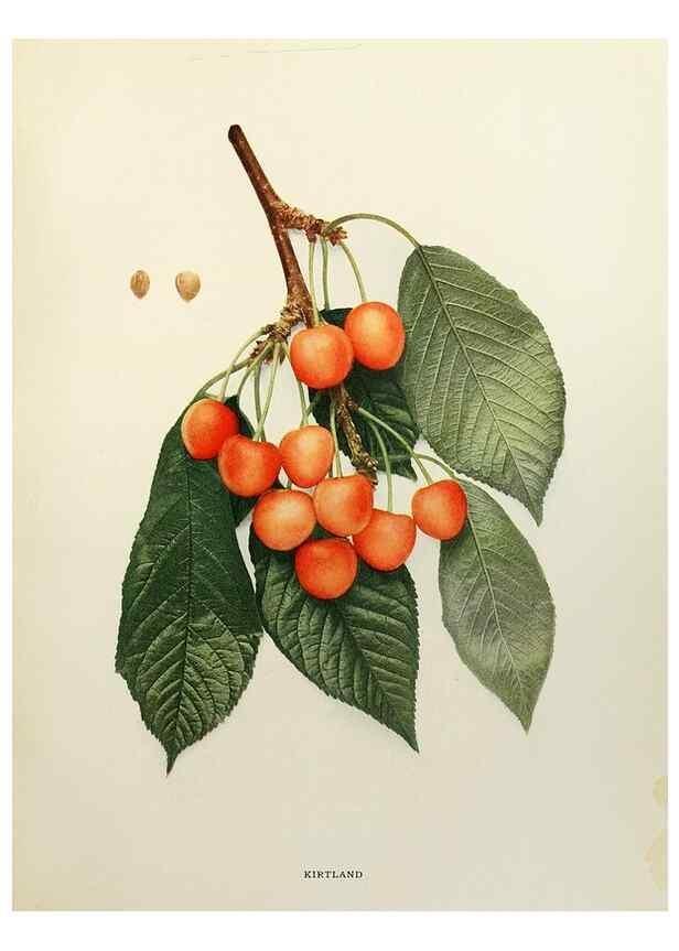 Reproducción/Reproduction 29724121882: The cherries of New York,. Albany,J. B. Lyon company, state printers,1915.