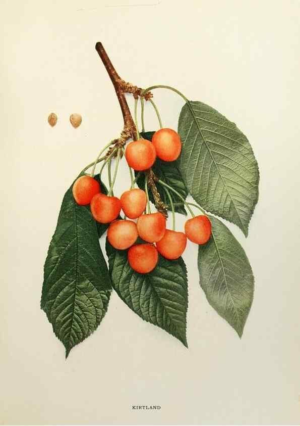 Reproducción/Reproduction 29724121882: The cherries of New York,. Albany,J. B. Lyon company, state printers,1915.