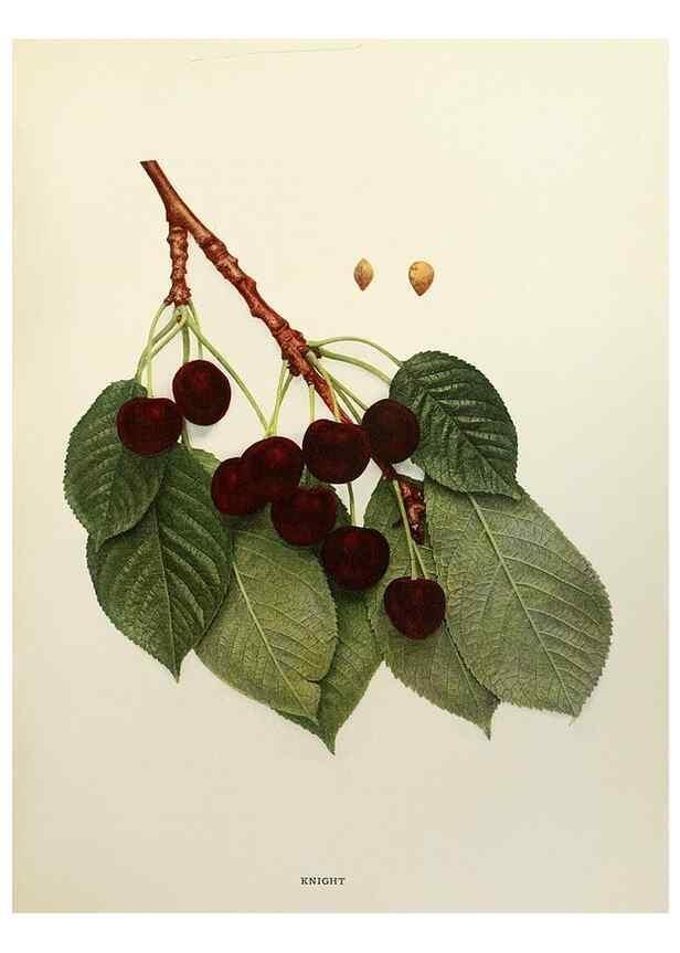 Reproducción/Reproduction 29724126612: The cherries of New York,. Albany,J. B. Lyon company, state printers,1915.