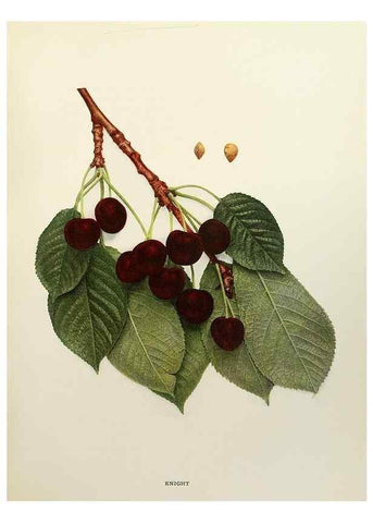 Reproducción/Reproduction 29724126612: The cherries of New York,. Albany,J. B. Lyon company, state printers,1915.