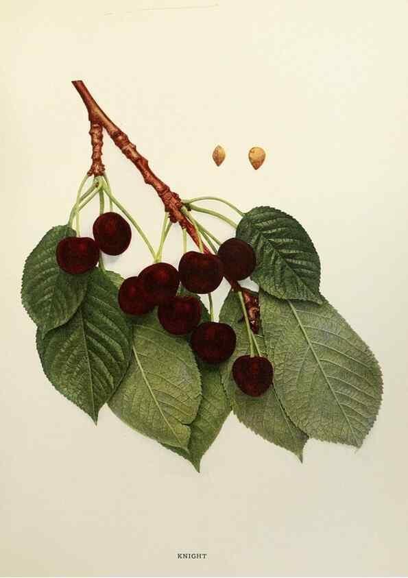 Reproducción/Reproduction 29724126612: The cherries of New York,. Albany,J. B. Lyon company, state printers,1915.