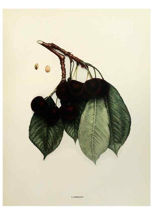 Reproducción/Reproduction 29724130792: The cherries of New York,. Albany,J. B. Lyon company, state printers,1915.
