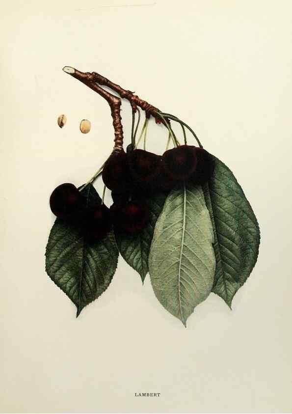 Reproducción/Reproduction 29724130792: The cherries of New York,. Albany,J. B. Lyon company, state printers,1915.