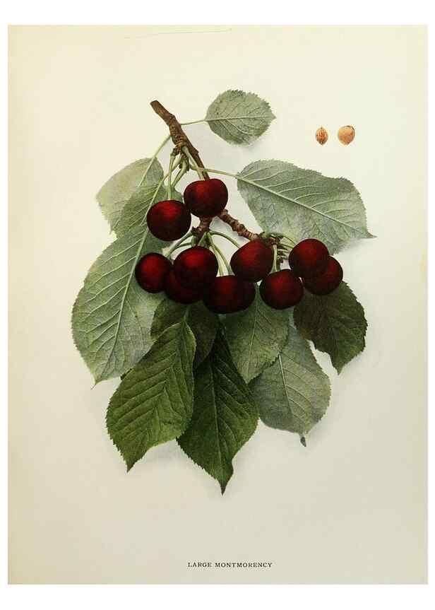 Reproducción/Reproduction 29724138412: The cherries of New York,. Albany,J. B. Lyon company, state printers,1915.