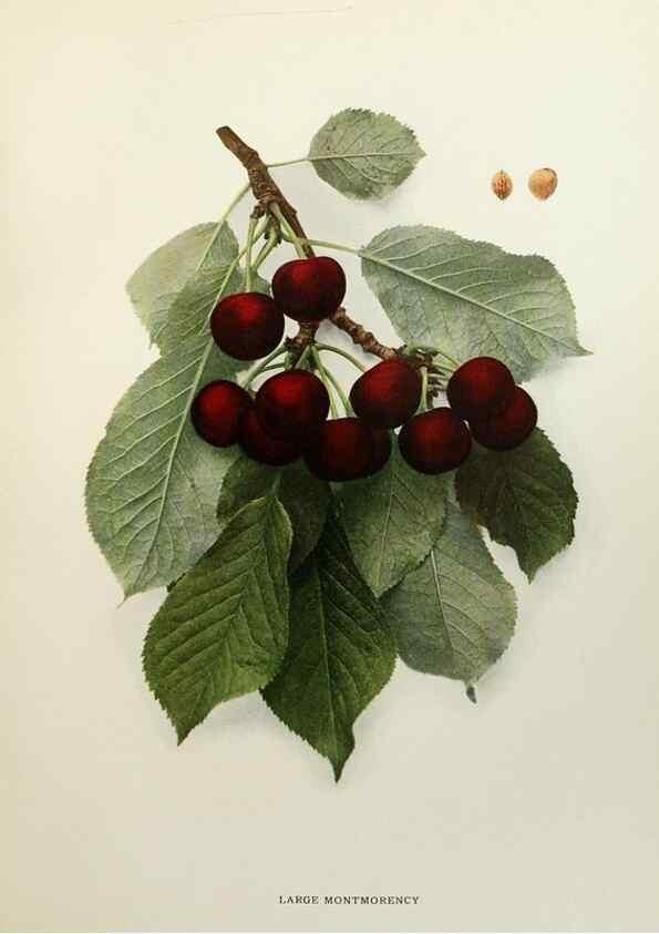 Reproducción/Reproduction 29724138412: The cherries of New York,. Albany,J. B. Lyon company, state printers,1915.