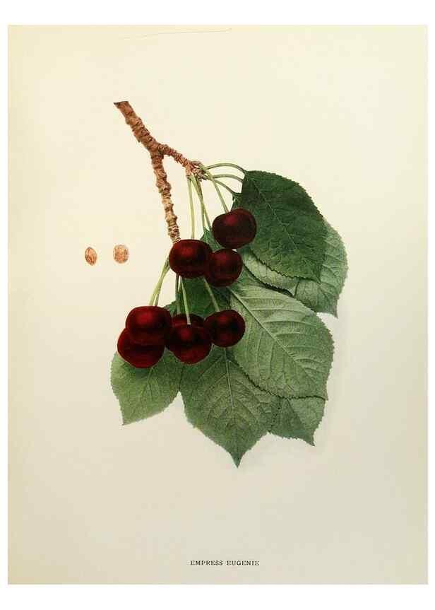 Reproducción/Reproduction 29801691666: The cherries of New York,. Albany,J. B. Lyon company, state printers,1915.
