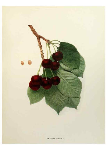 Reproducción/Reproduction 29801691666: The cherries of New York,. Albany,J. B. Lyon company, state printers,1915.