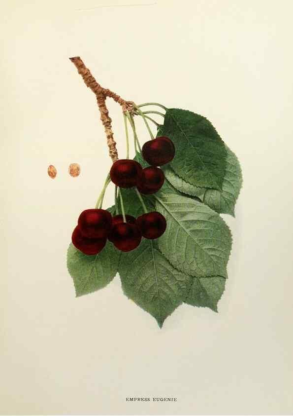 Reproducción/Reproduction 29801691666: The cherries of New York,. Albany,J. B. Lyon company, state printers,1915.