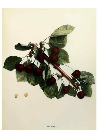 Reproducción/Reproduction 29837193065: The cherries of New York,. Albany,J. B. Lyon company, state printers,1915.
