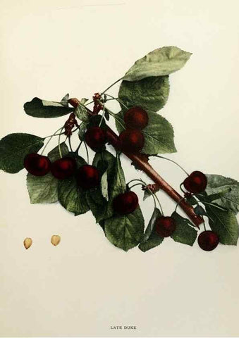 Reproducción/Reproduction 29837193065: The cherries of New York,. Albany,J. B. Lyon company, state printers,1915.
